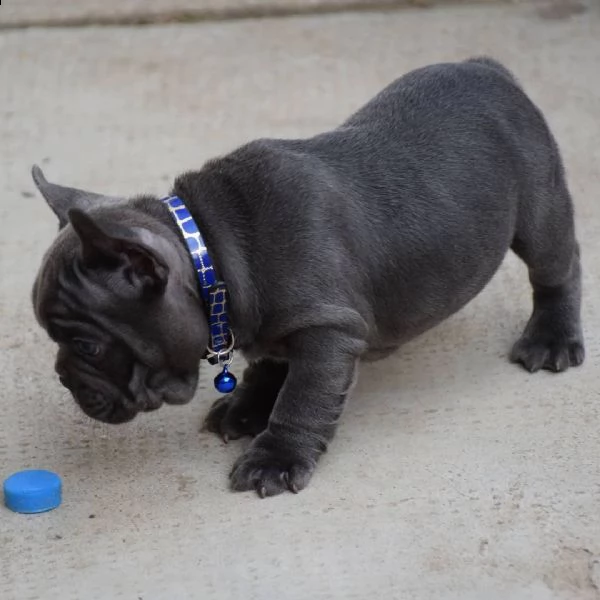 bellissimi cuccioli di bulldog francese per una casa amorevole | Foto 1