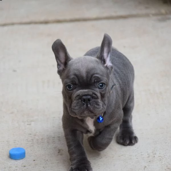 bellissimi cuccioli di bulldog francese per una casa amorevole