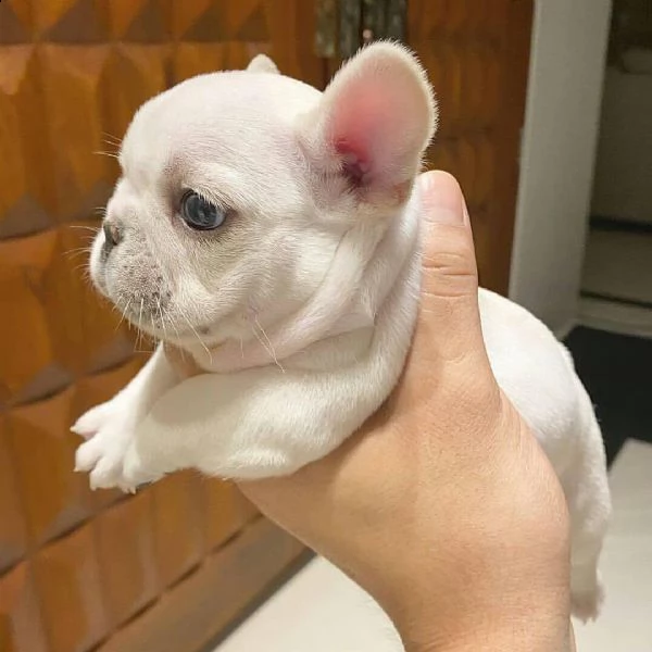 bellissimi cuccioli di bulldog francese per una casa amorevole | Foto 0