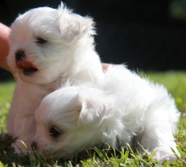 maltesi bellissimi cuccioli con pedigree