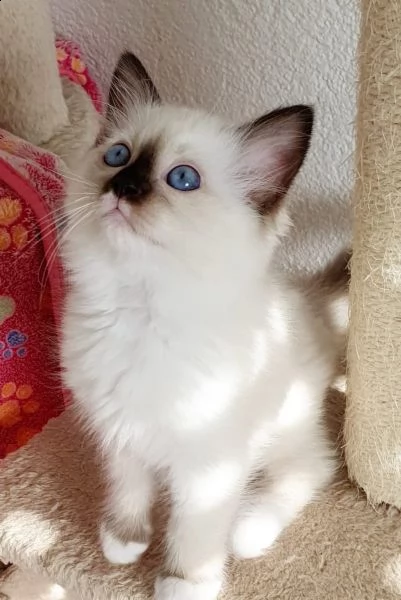 gattini ragdoll