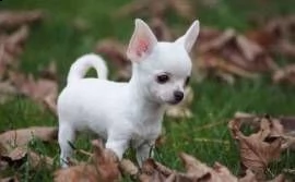 vendita cucciolo bellissimi cuccioli di chihuahua per una casa amorevole