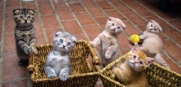  disponibili 3 cuccioli scottish fold e straight