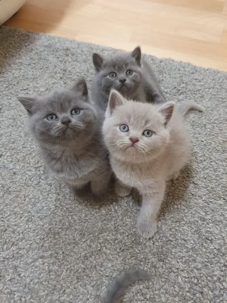 cuccioli di british shorthair | Foto 0