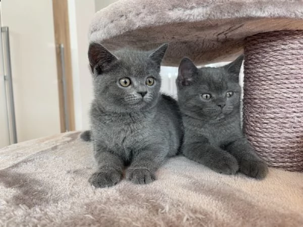 cuccioli di british shorthair