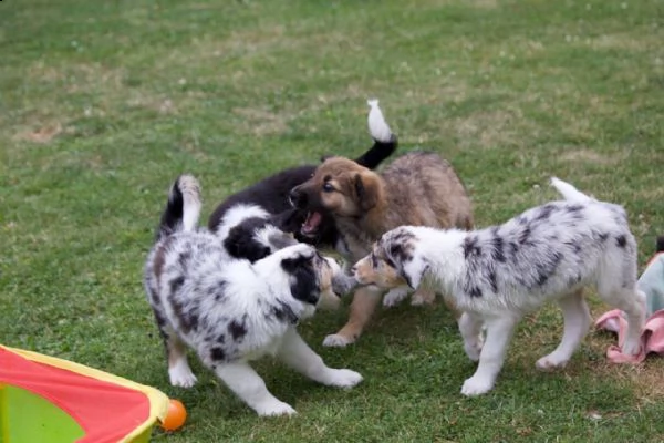  adorabili cuccioli di border collie  pronti per l'adozione