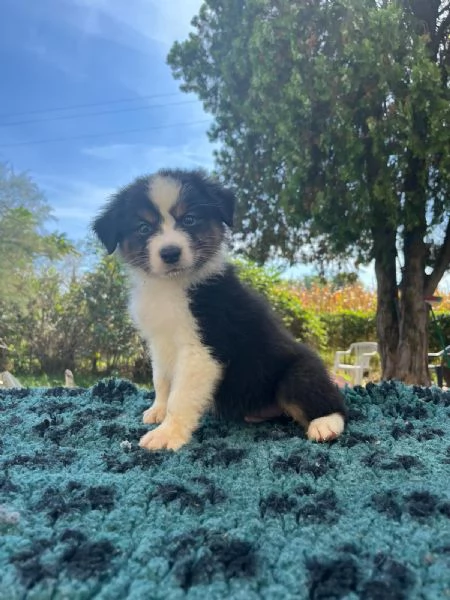 Splendido cucciolo di pastore australiano
