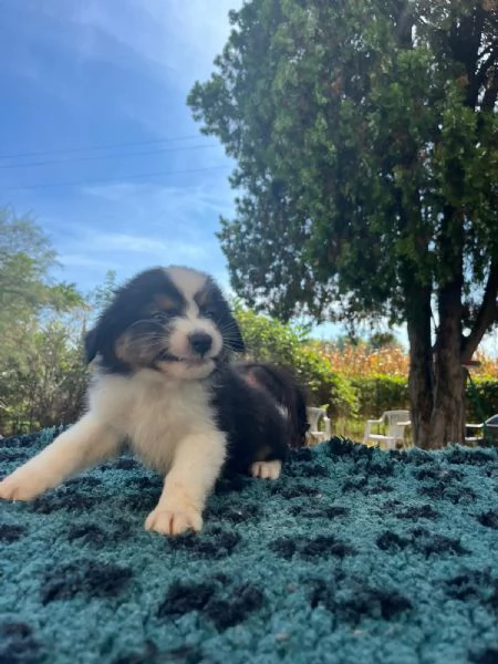 Splendido cucciolo di pastore australiano | Foto 0