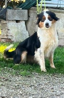 Femmina di Pastore australiano | Foto 0