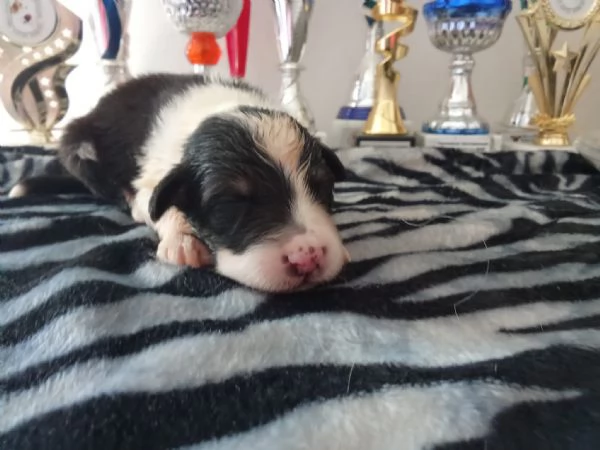 SPLENDIDI CUCCIOLI DI PASTORE AUSTRALIANO | Foto 8
