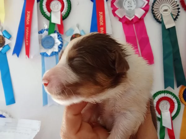 SPLENDIDI CUCCIOLI DI PASTORE AUSTRALIANO | Foto 7
