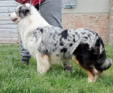 SPLENDIDI CUCCIOLI DI PASTORE AUSTRALIANO