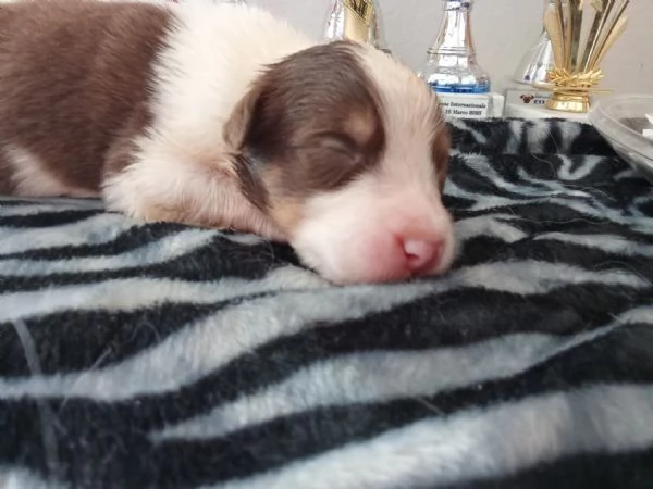 SPLENDIDI CUCCIOLI DI PASTORE AUSTRALIANO | Foto 6