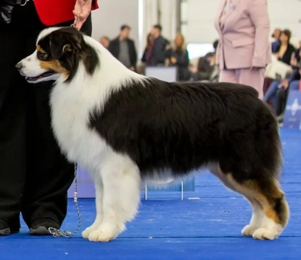 SPLENDIDI CUCCIOLI DI PASTORE AUSTRALIANO | Foto 5