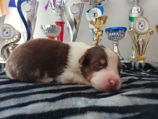 SPLENDIDI CUCCIOLI DI PASTORE AUSTRALIANO | Foto 4