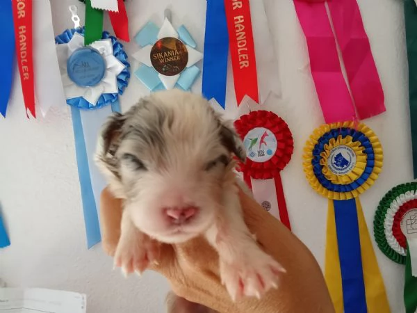 SPLENDIDI CUCCIOLI DI PASTORE AUSTRALIANO | Foto 3