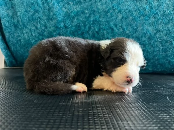 SPLENDIDI CUCCIOLI DI PASTORE AUSTRALIANO | Foto 2