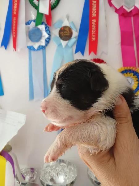 SPLENDIDI CUCCIOLI DI PASTORE AUSTRALIANO | Foto 1