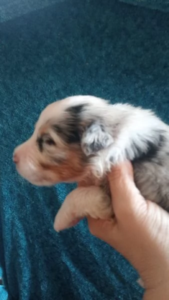 SPLENDIDI CUCCIOLI DI PASTORE AUSTRALIANO | Foto 0