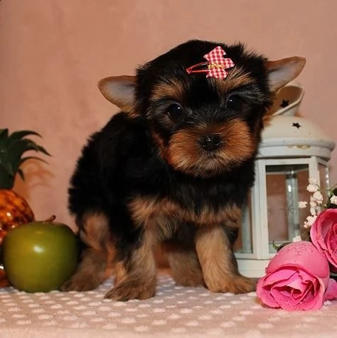 cuccioletto di york shire mini toy 