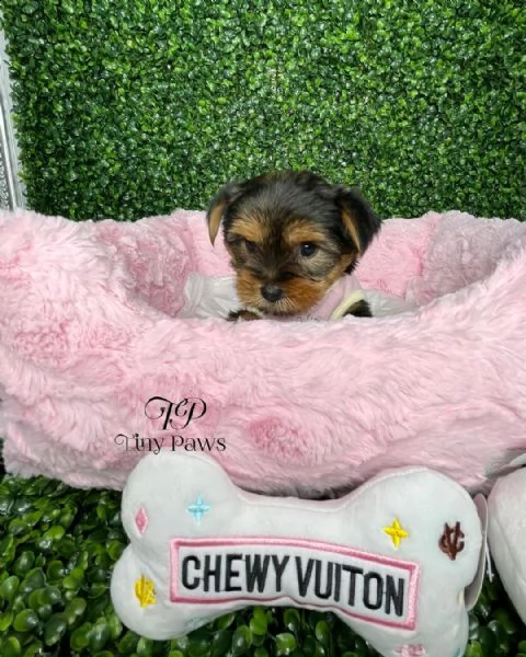 yorkshire toy