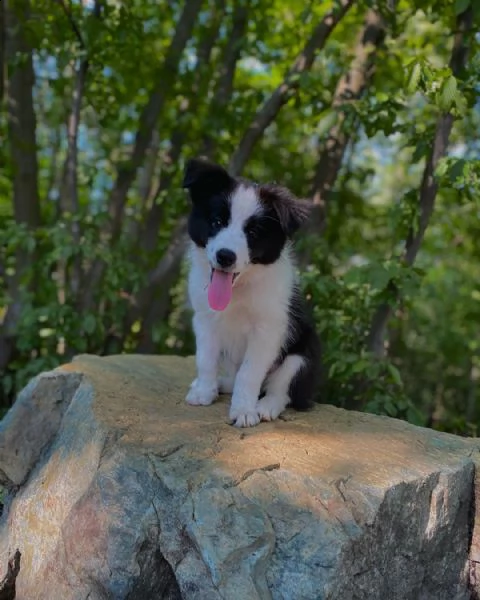 adorabili cuccioli di border collie femminucce e maschietti disponibili per l'adozione gratuita i cu