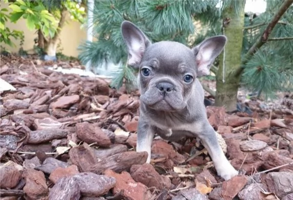  cuccioli di bulldog francese per l'adozione