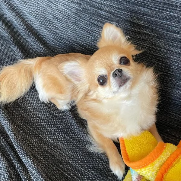 regalo cuccioli dolce e bella chihuahua toy stiamo dando questi nostri cuccioli sani maschi e femmin