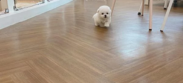 maltese nano... | Foto 0