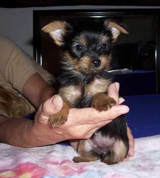 cuccioletto di york shire mini toy 