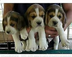  1932 02/10/21 segnala abuso  cuccioli di bigol interessantissimi buonissimi e tranquillissimi di 80