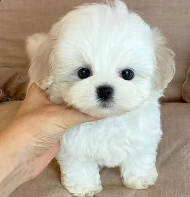  regalo maltese