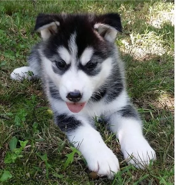 cuccioli  siberian husky di 3 mesi