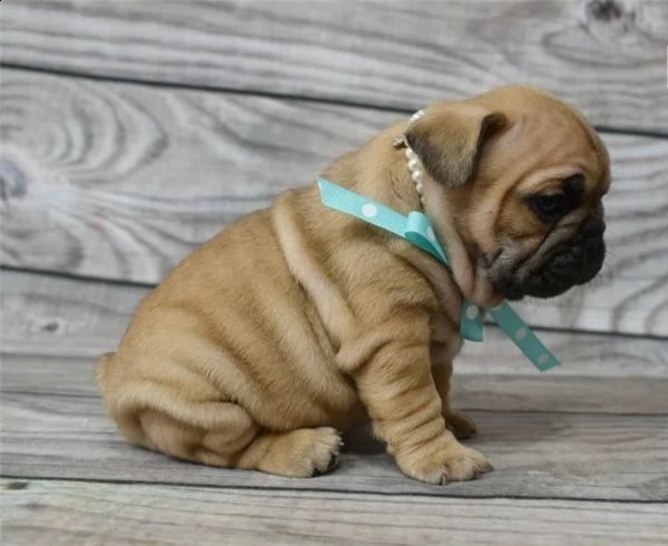 cuccioli di bulldog francese per l'adozione