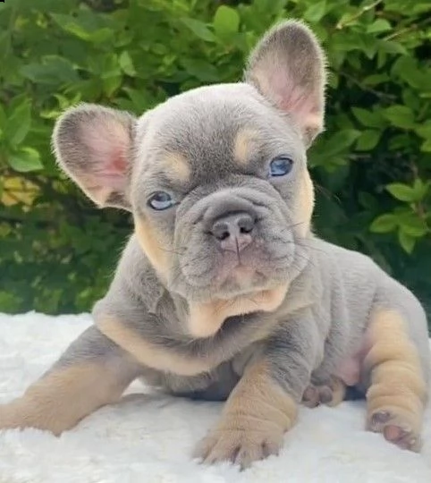 cuccioli di bouledogue francese