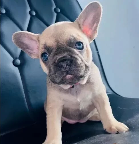 bouledogue francese molto belli