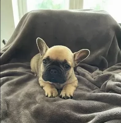 bouledogue francese molto belli | Foto 0