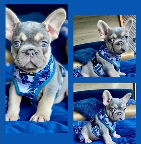 cuccioli bouledogue francese puri