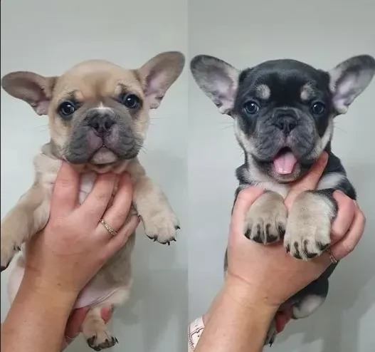 bouledogue francese molto dolci e affettuosi,