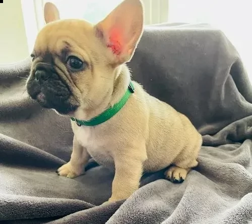 cuccioli di bouledogue francese di razza pura