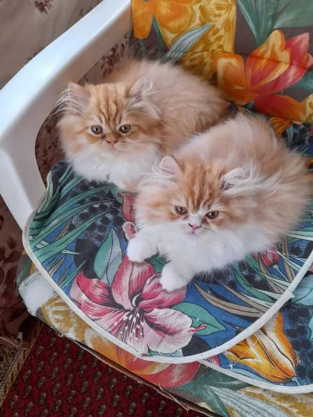 gatti persiani cuccioli puro | Foto 1