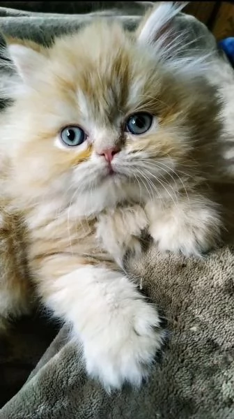 gatti persiani cuccioli puro