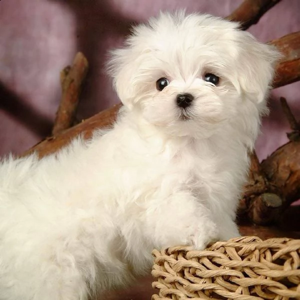  regalo maltese(()))[at]