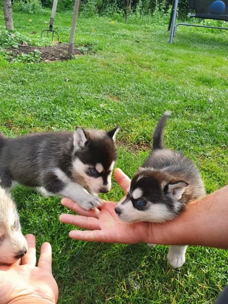 cuccioli siberian husky enci