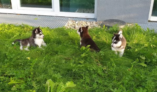 cuccioli siberian husky enci | Foto 0