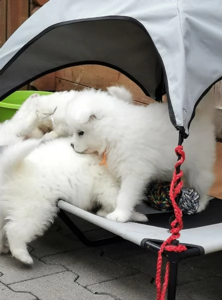 samoiedo cuccioli | Foto 0