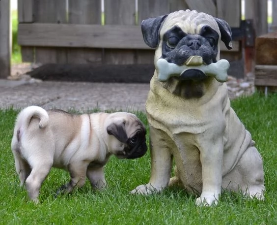 cuccioletto di carlino nano 