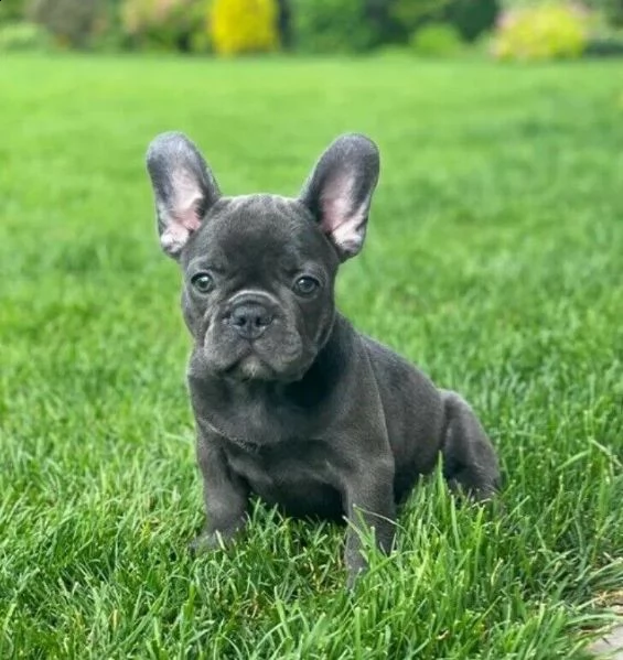  bulldog francese blue fawn cuccioli maschi e femmine 