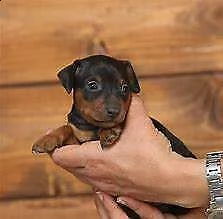  cucciolata di pincher mini toy 