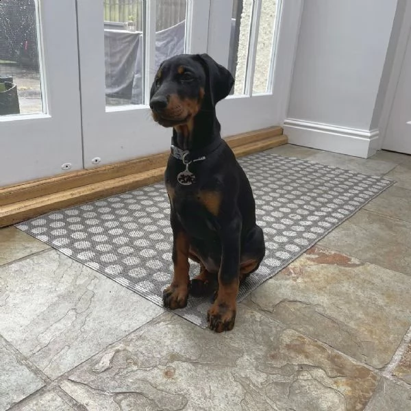 regalo adorabili cuccioli dobermann femminucce e maschietti disponibili verranno ceduti con pedigree